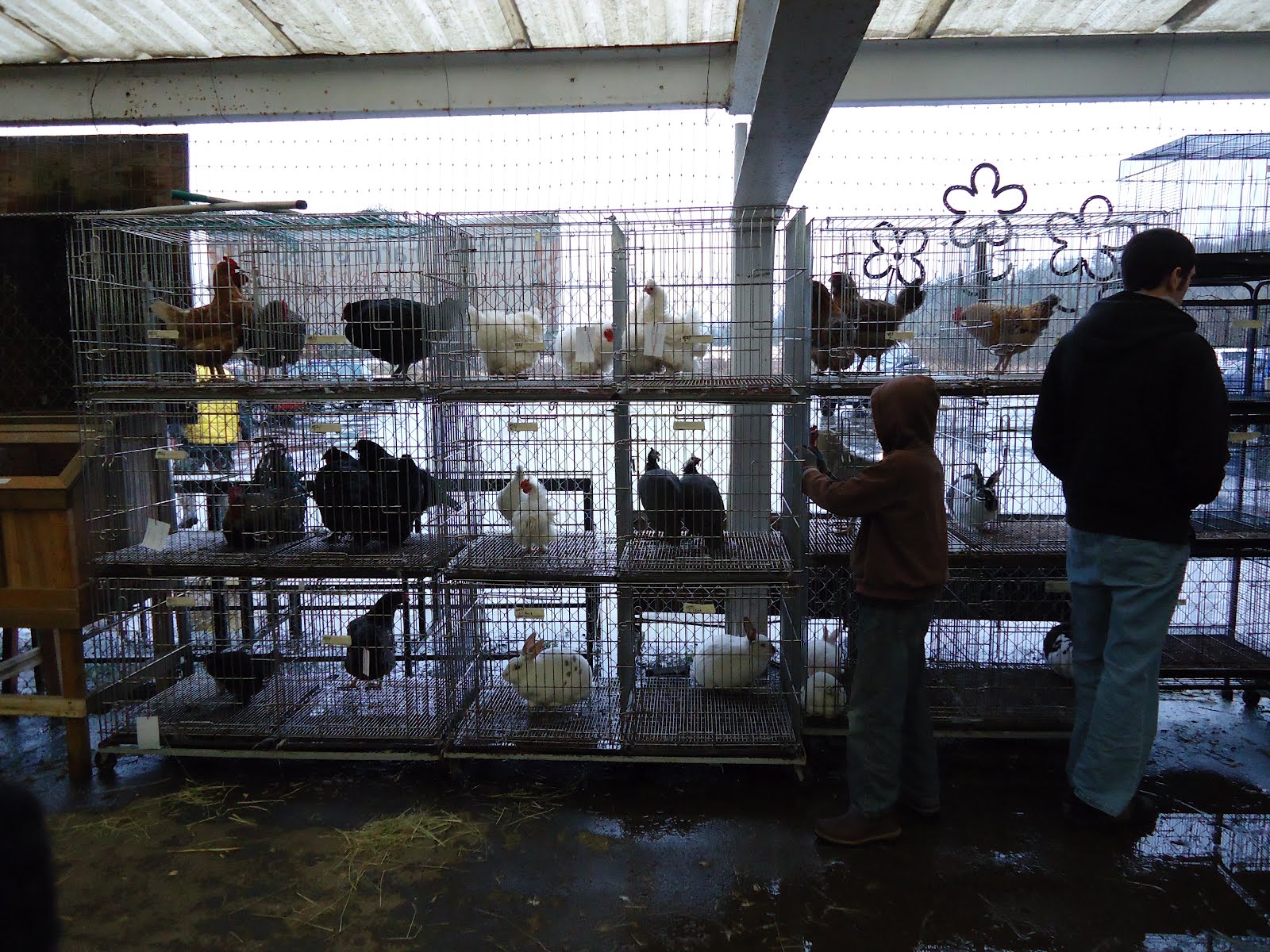 Just Chickens...: Chehalis Agricultural Market ~ Chicken Auction