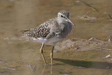 Wood Sandpiper_2011