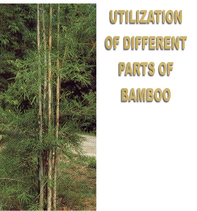 What Is The Purpose Of Bamboo Incubator at Carlos Stewart blog
