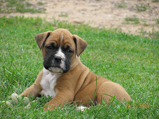 Boxer Puppy Picture