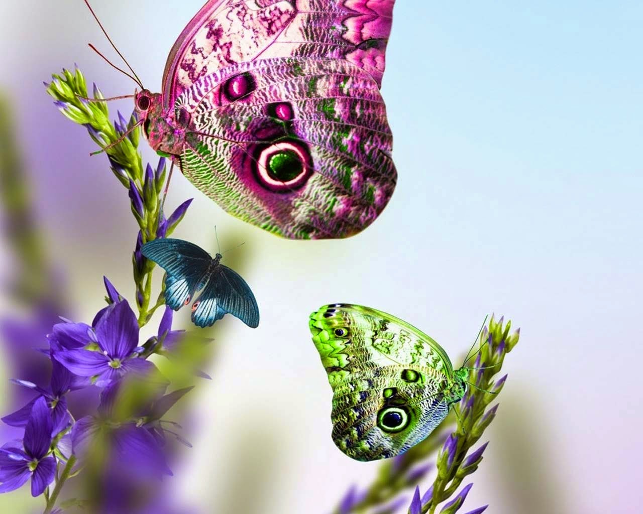 Butterfly Desktop wallpapers ~ Allfreshwallpaper