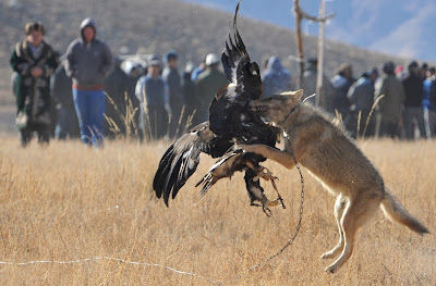 A golden eagle attacks a chained wolf, during the hunting festival Salburun in the village of Bokonbayevo some 300 km outside Kyrgyzstan's capital Bishkek on November 9, 2013