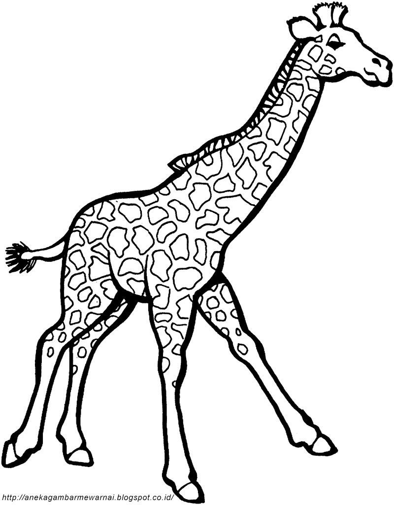 Gambar Mewarnai Jerapah Untuk Anak PAUD dan TK