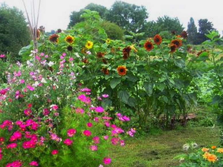 Seminte Si Plante De Gradina Hobby Floarea Soarelui Decorativa