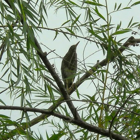 Immature Green Heron - In Weeping Willow by Backyard