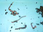 Worms, Worms, Worms!