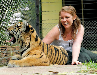 Tiger Kingdom vs Tiger Temple: Yawning tiger
