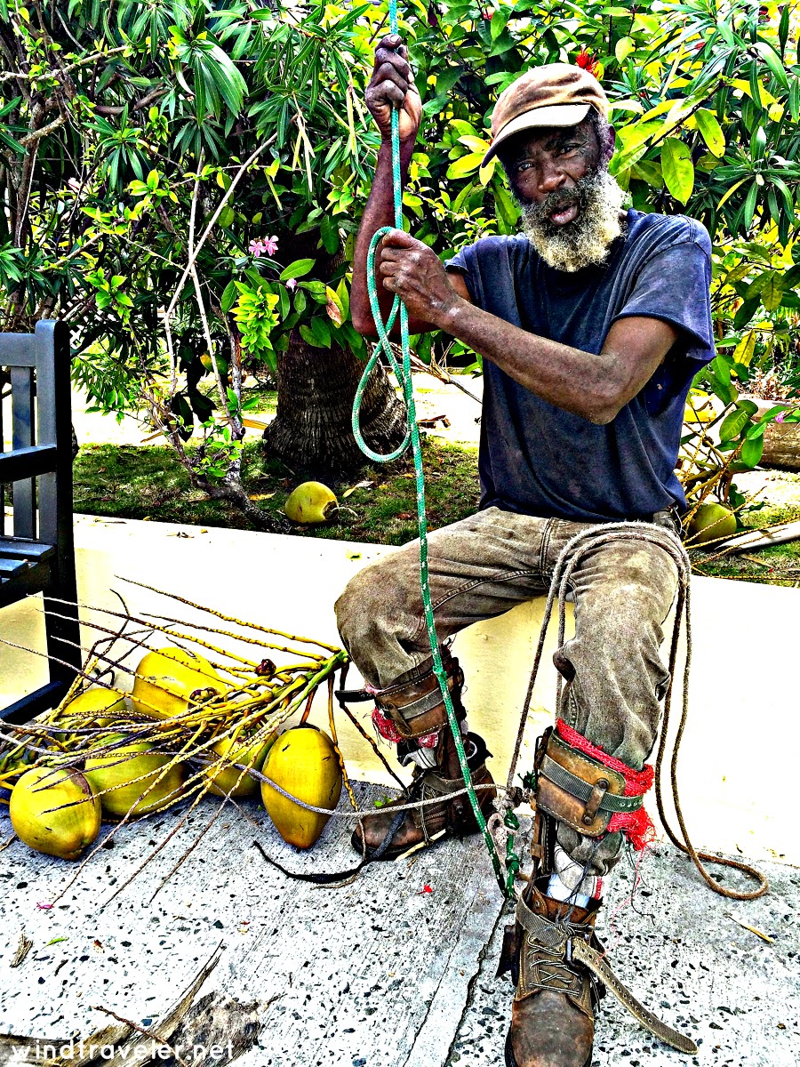 Windtraveler You Can Shake the Hand of the Coconut Man