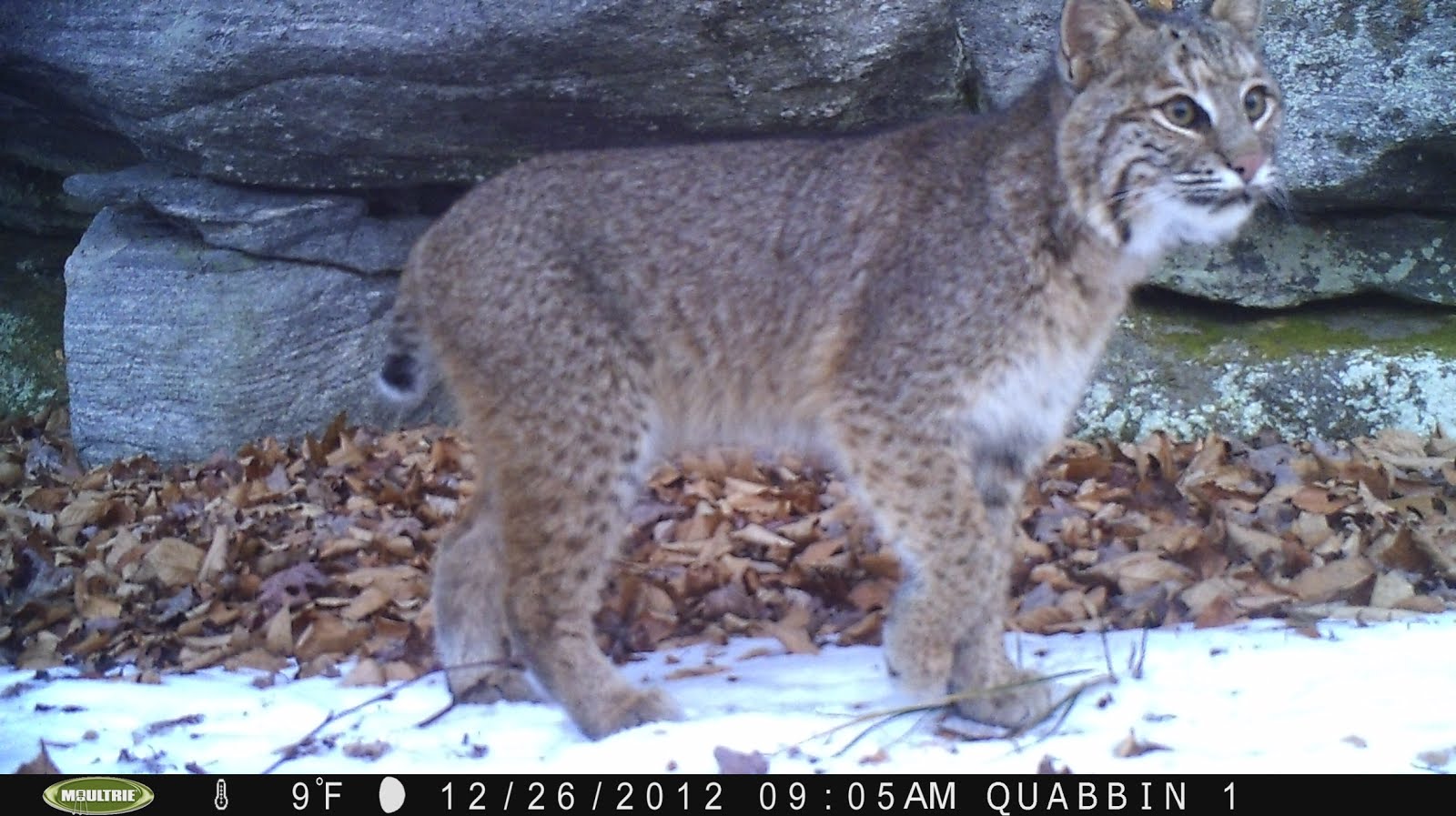 Animal Trackers of New England Quabbin Bobcat