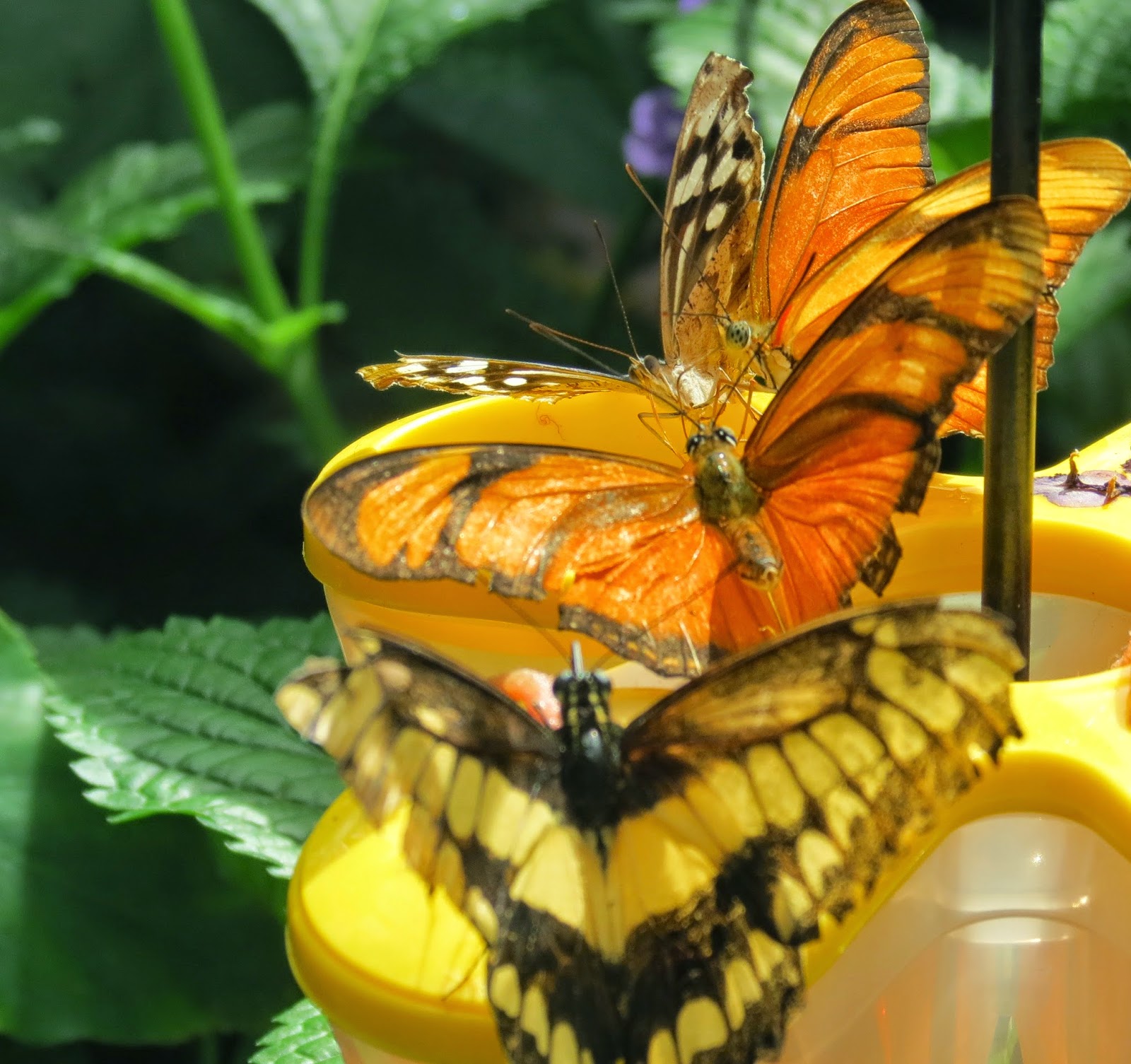 Adventures in PEI and Beyond!: The Butterfly Conservatory, Niagara Falls, Ontario