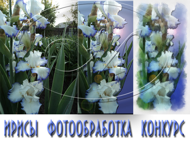 Ирисы, Фотообработка, Конкурс Ирисы, Фотообработка, Конкурс