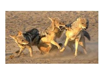 Nihat Zeynel Buyuk Iki Ayakli Cakallar