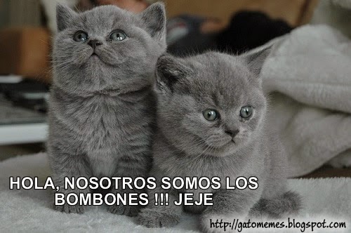 Imagenes Y Memes De Gatos Memes De Gatos Bebes Lindos Bombones