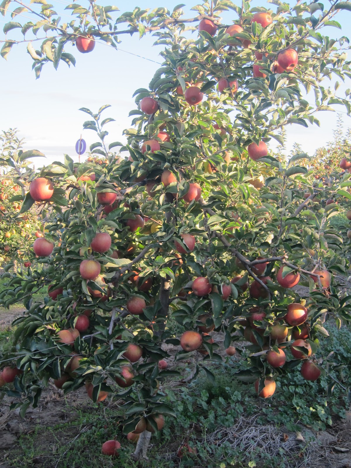Beilke Family Farm Oregon Apples UPick from the Farm Jonagold, Red