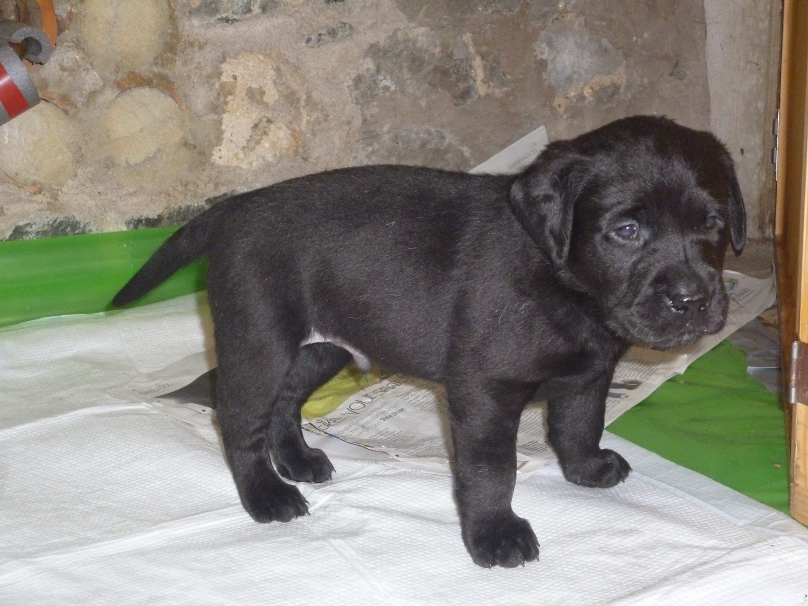 Scottish Gamekeepers Association News FIFE LAB PUPS FOR SALE