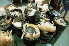 3/5/15 Some Cats and Dogs Are Gassed at Shelters. Others Given Lethal Injections. Watch Videos.