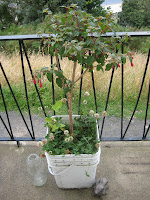 fuchsia and white clover growing in a container