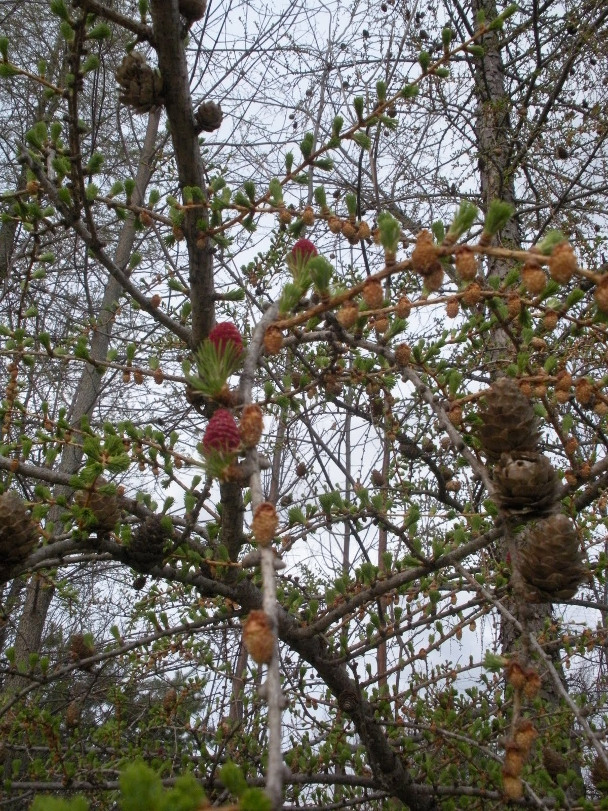Primarily pets The pine tree that loses its needles