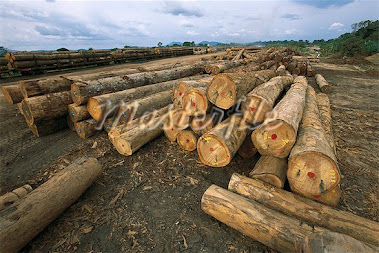 Exotic timber from an ancient place