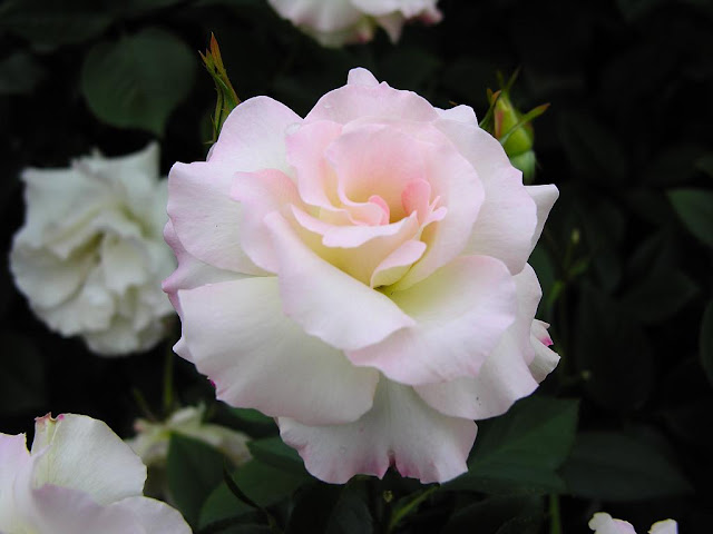 Rose Flower (அழகிய ரோஸ் ) Rose+flower+1+%25284%2529
