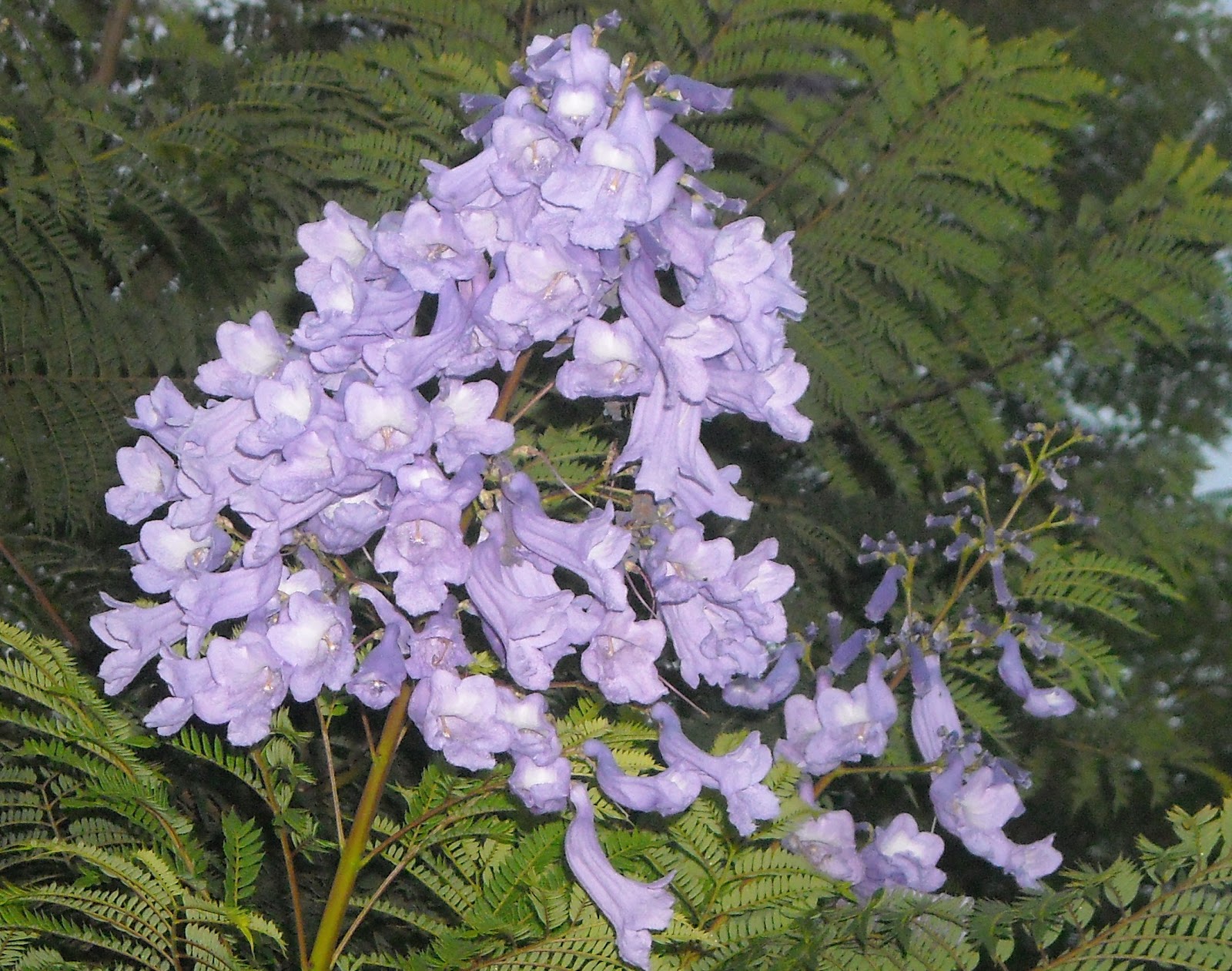 Jacaranda
