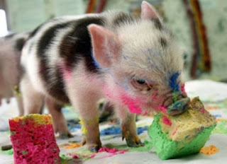 Piggy Want Some Cake?