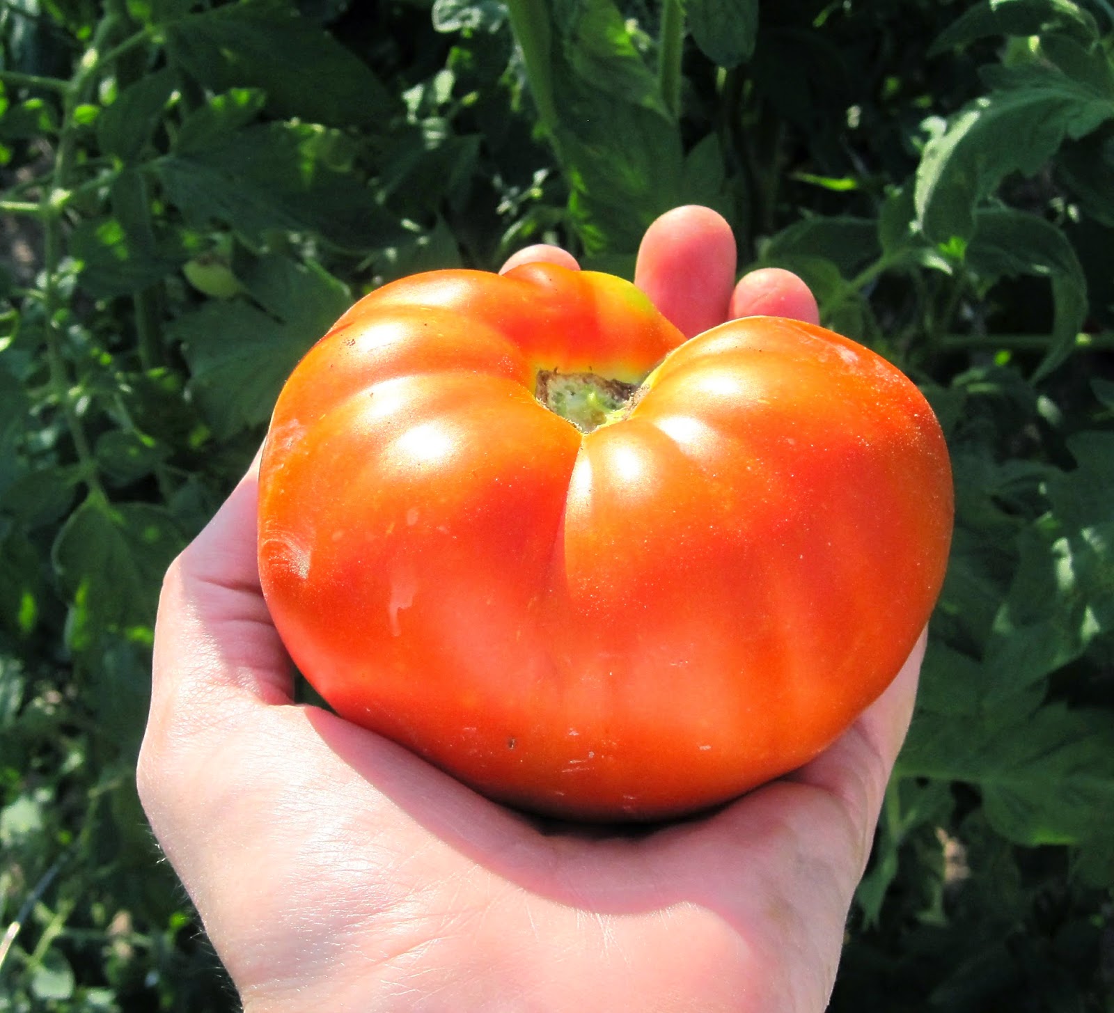 How to Stew Tomatoes