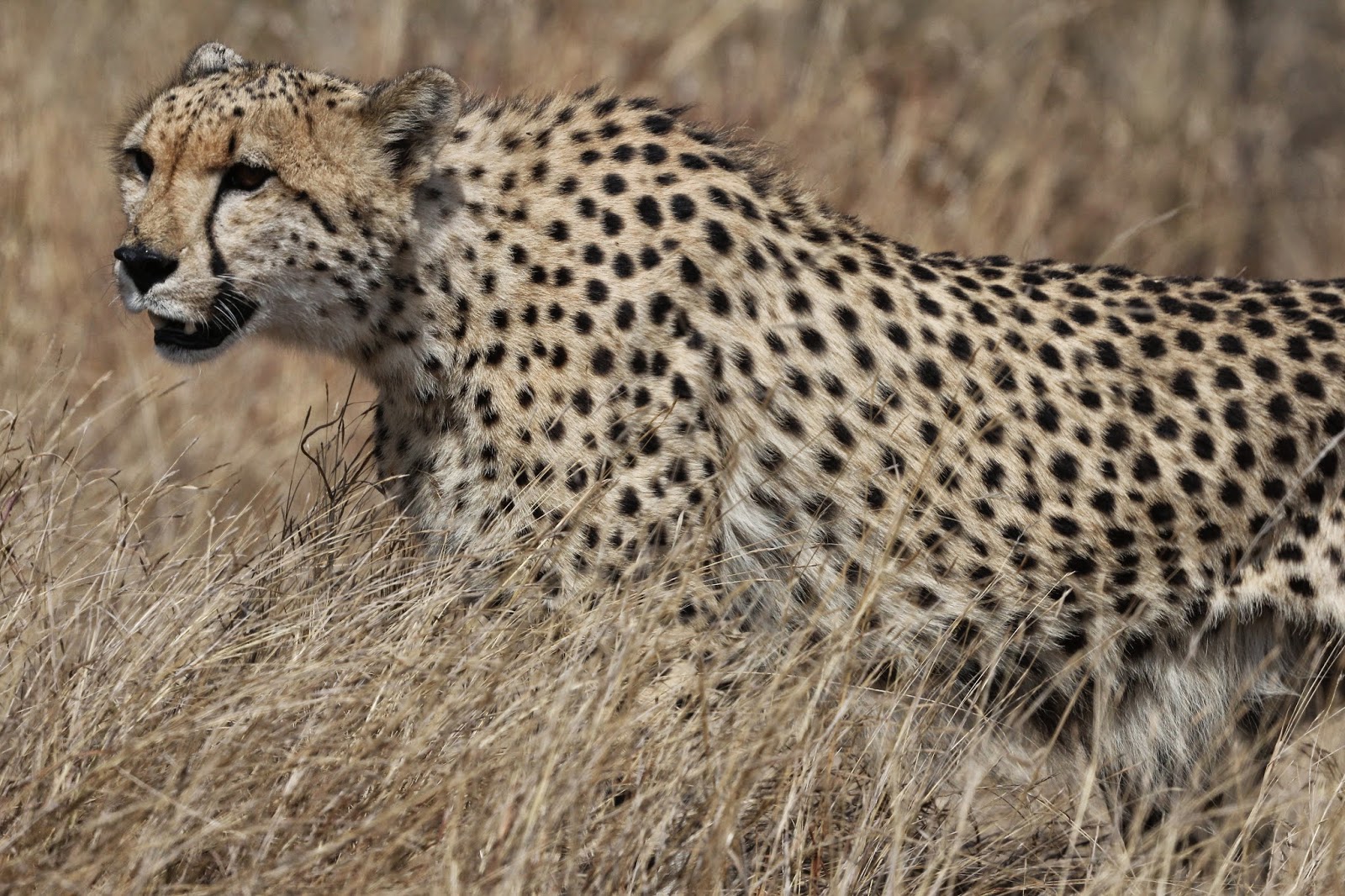 All about cheetahs for kids picture