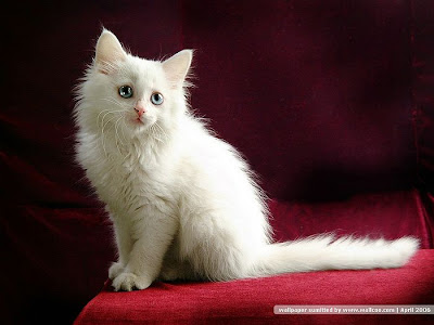 [wallcoo_com]_Persian_Cat_picture