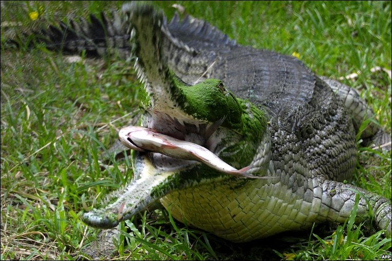Gharial The Life of Animals