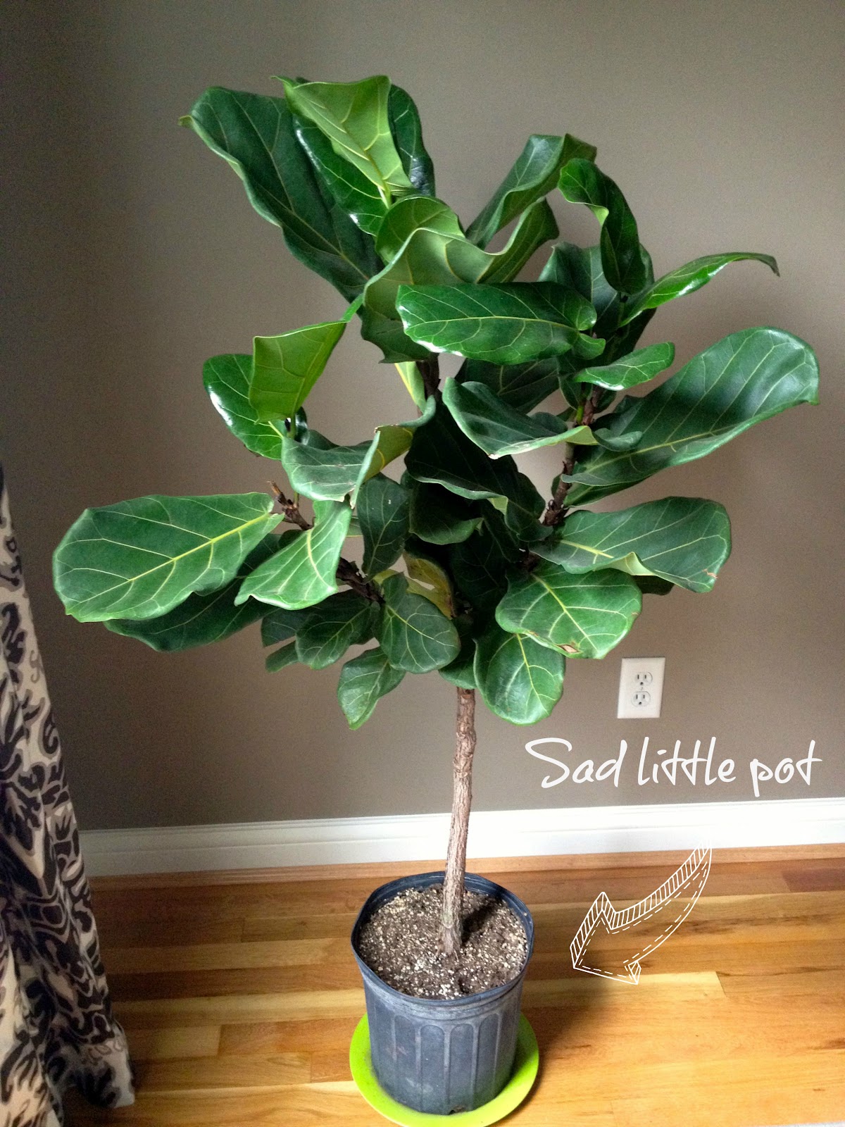 Fiddle Leaf Fig