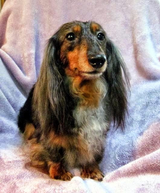 do dogs get dementia never give up the the bad the the sad do dogs get dementia never give up the the bad the the sad