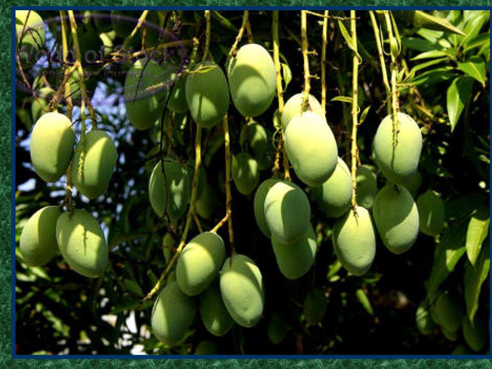 SpreebirdTrend and Culture MANGO (National Fruit Of Pakistan)