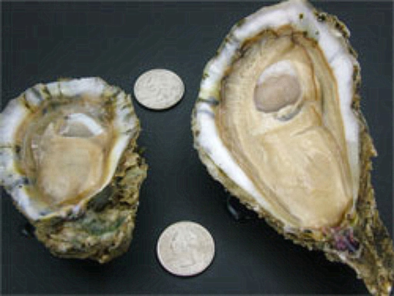 Momi YaYa's Cajun Pleasure December 2014