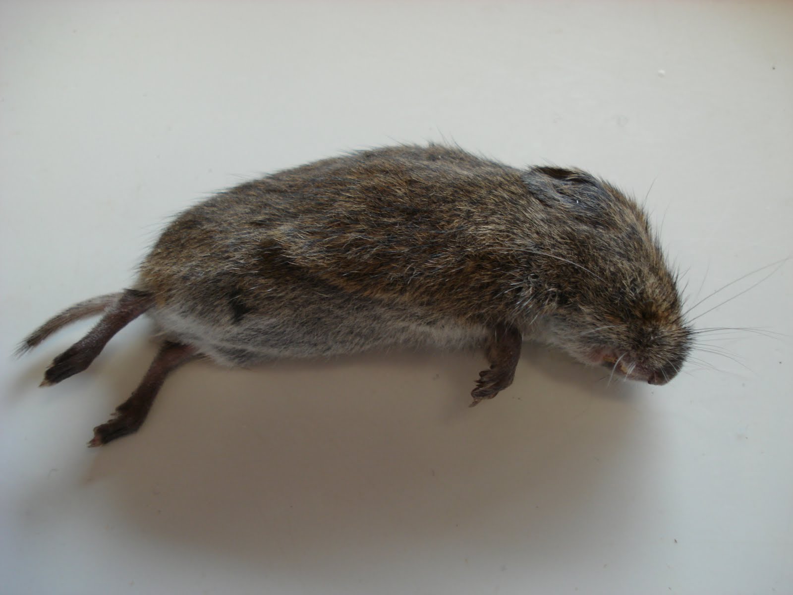 Birding from Home The Long Tailed Vole