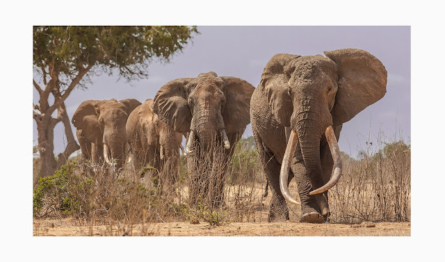 The Great Elephant Census is een grootscheepse professionele operatie, die de huidige olifantenpopulatie in Afrika in kaart brengt. Foto ©Mark Muller.