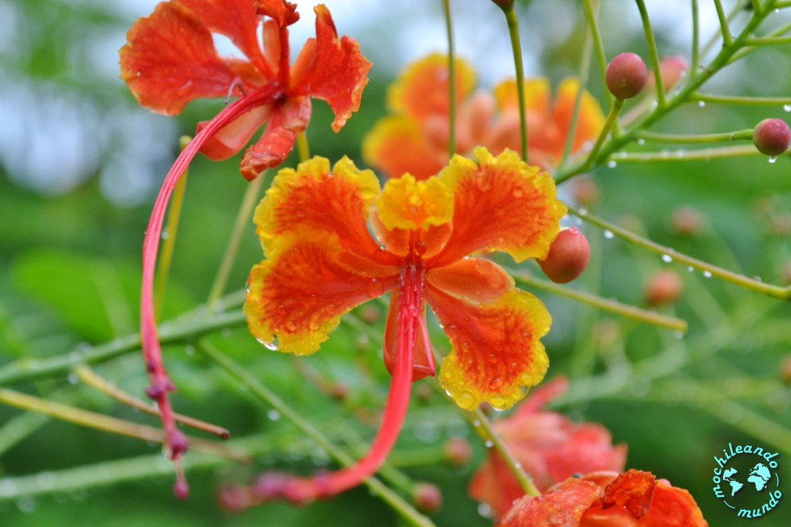 Ver Imagenes De Flores Raras - Imágenes de flores raras AliExpress en español