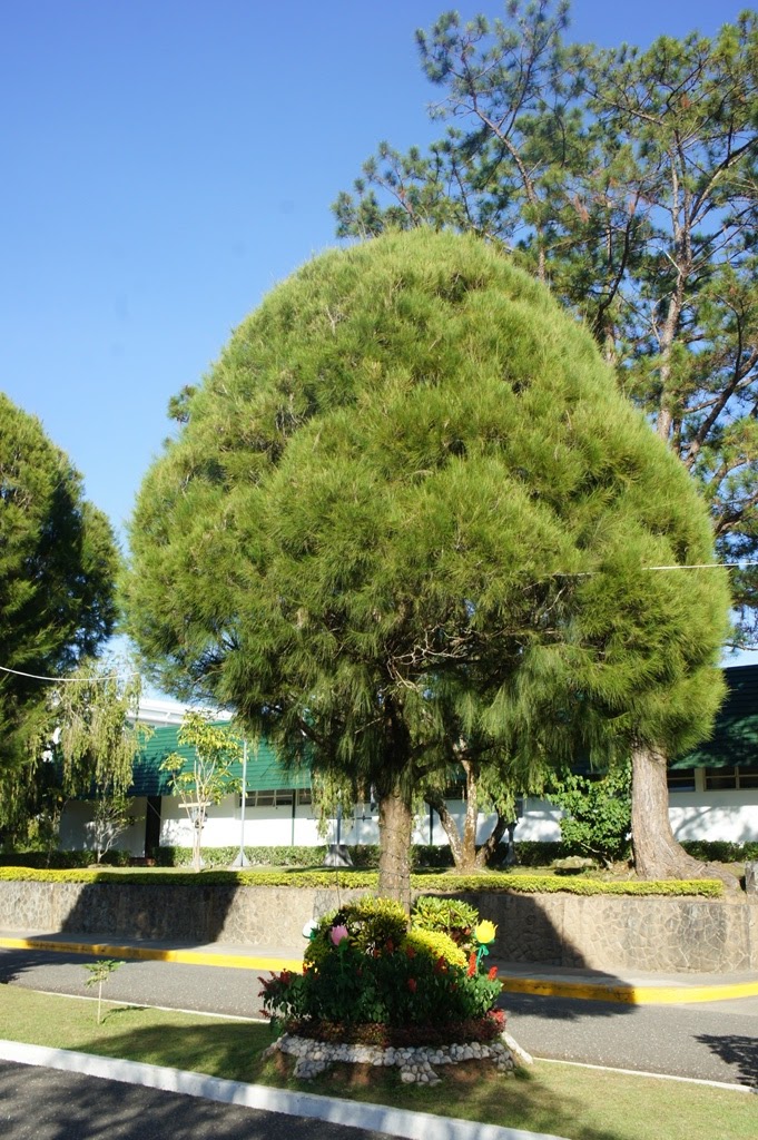 OUR PHILIPPINE TREES PMA Pines