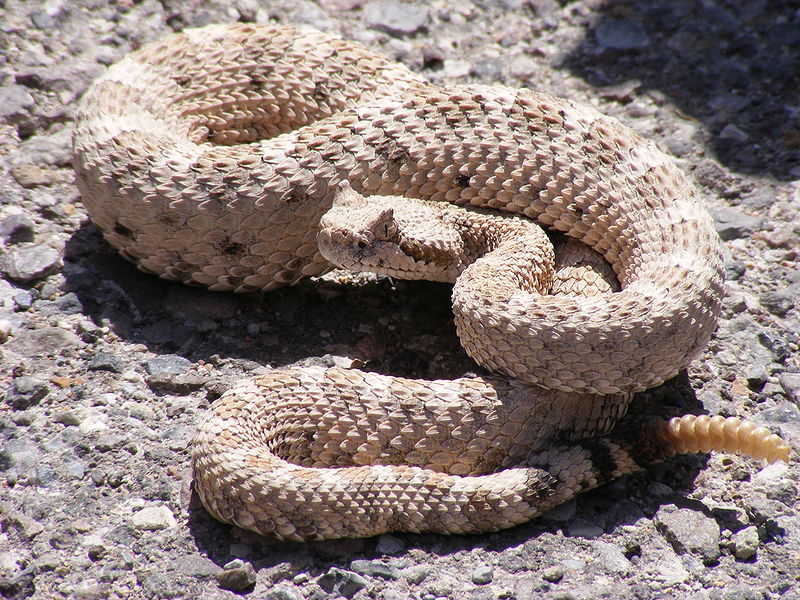 Rattlesnakes Dangerous Monster