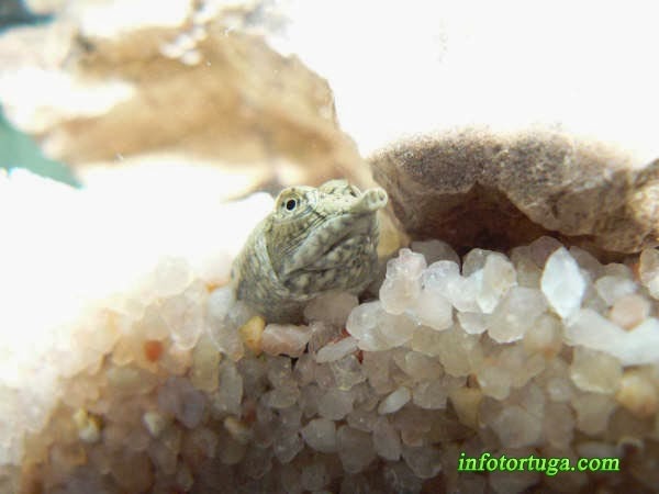 Pelodiscus sinensis - Tortuga china de caparazón blando