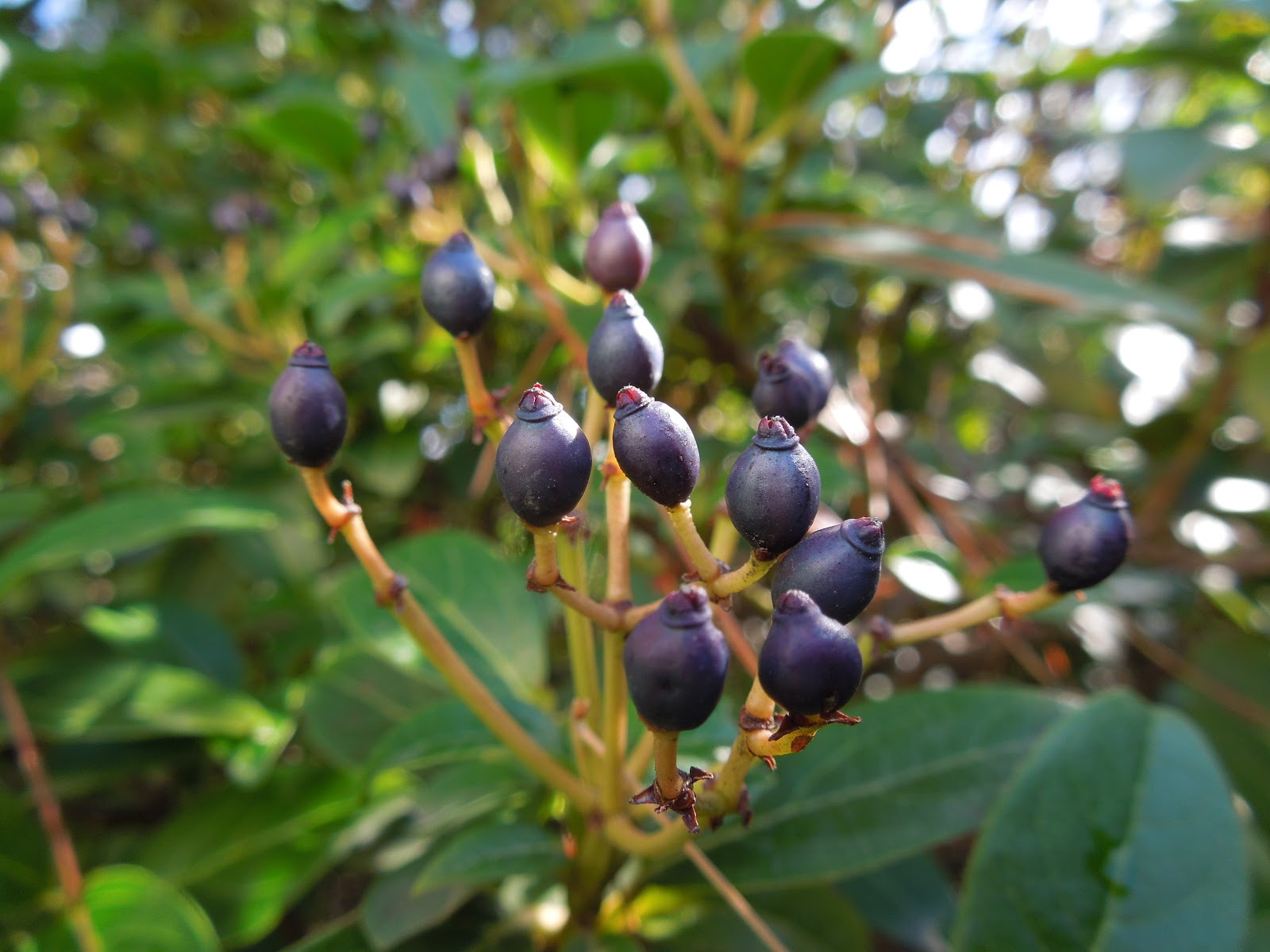 Viburnum The Love Of A Shrub In The Winter The Daily Hoe