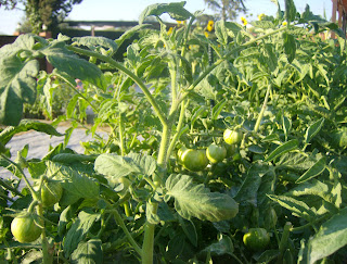 Planta tomatera rica en alcaloides tóxicos (solanina)