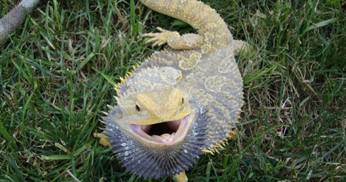 bearded-dragon-preventing-illness.jpg