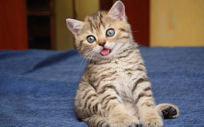 cute-funny-cat-kitten-hd-167549.jpg