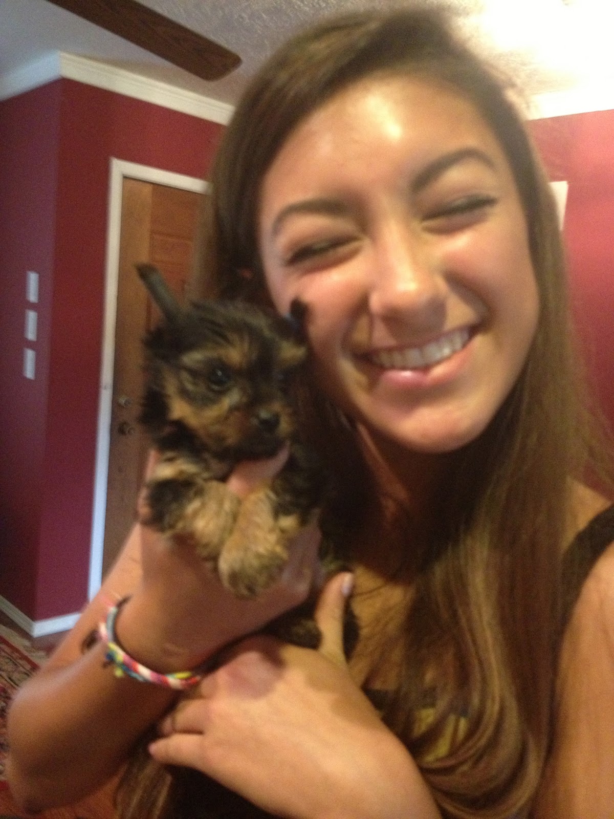teacup yorkie for sale in ta pin teacup yorkie on teacup yorkie for sale in ta pin teacup yorkie on