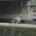 Birdwatching Along Tsurumi River