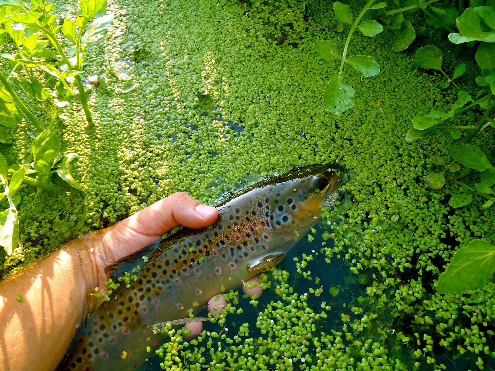 The Rogue Outdoors Iowa Driftless Trout Run