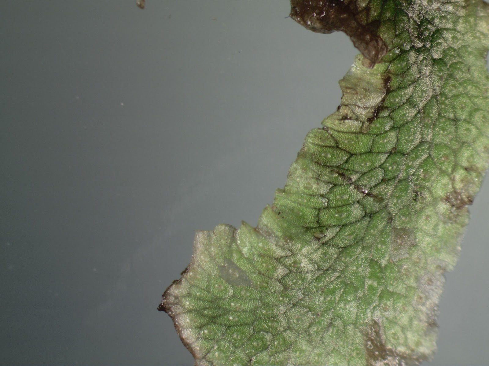 Unearthing Bryophytes Specimen 4 Liverwort