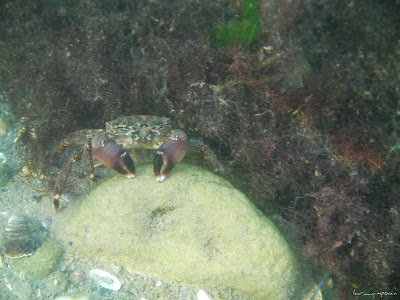 Marea Neagra Black Sea underwater images poze subacvatice CRABUL DE IARBĂ (Carcinus mediterraneus) Decapoda Portunidae