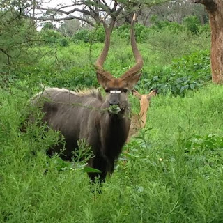 Verder struinen er opvallend veel nyala's door de bush. Dat is een groter soort bosantilope.